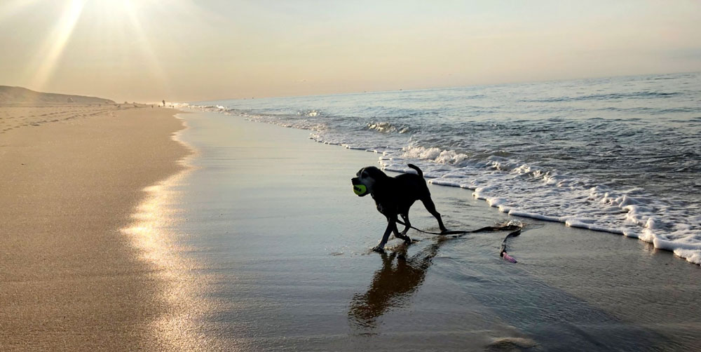 Dog silhouetted while fetching a ball at the beach on the cape cod national seashore.