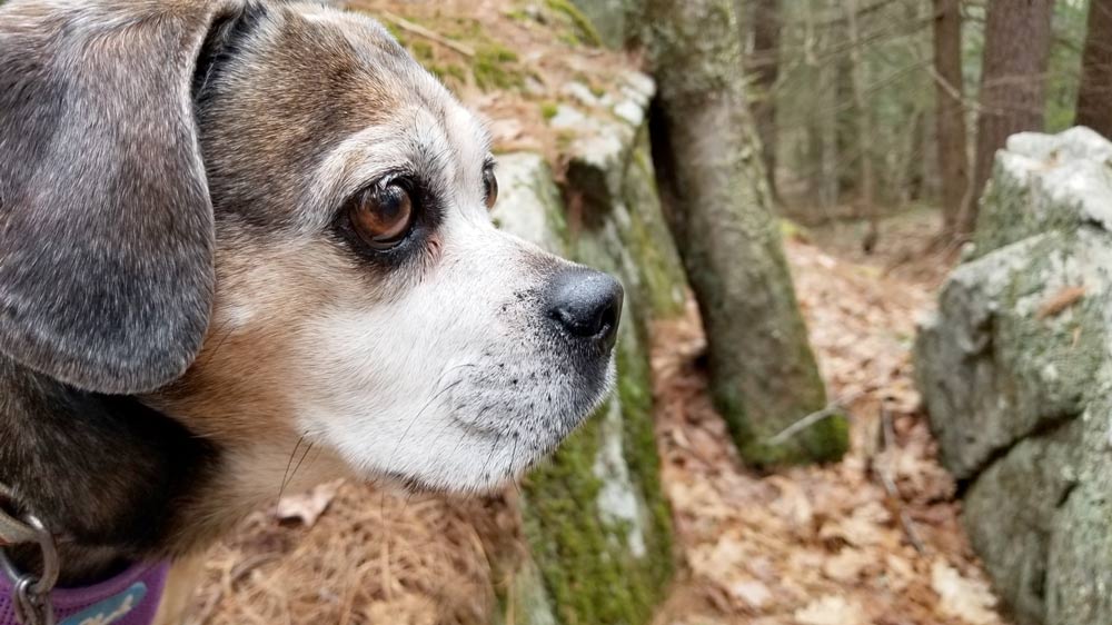 Nugget the Puggle walks in the woods of Nickerson State Park on Cape Cod.