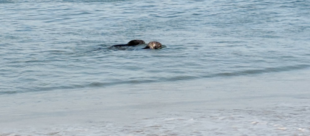 Seal swimming near the shore at Nauset Beach in Orleans, MA on Cape Cod.