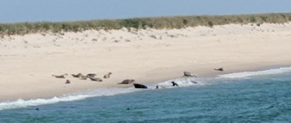 Seals gather on the shore of Nauset Beach in Orleans, MA