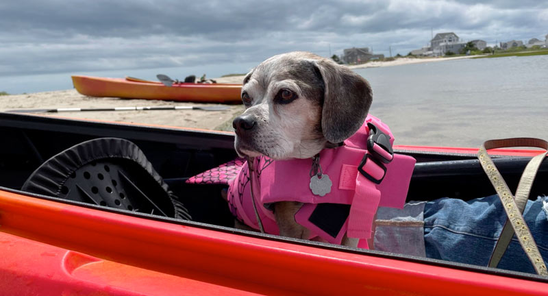 Dog in kayak on Cape Cod beach.