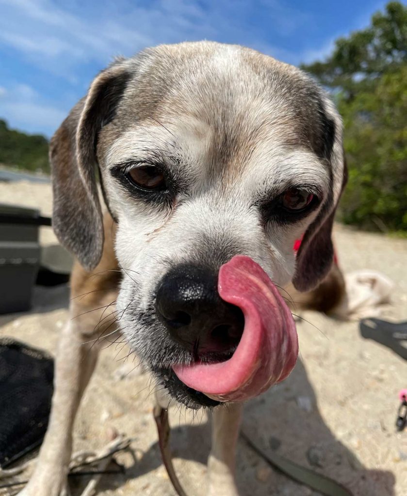 Nugget licks her lips after a snack while taking a break from kayaking on Cliff Pond.