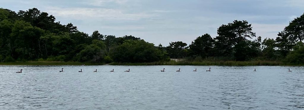 A line of geese swims by the shoreline of Little Cliff. The sandy path in the center leads to the beach at Big Cliff, a great spot to land your kayak and stretch your legs.