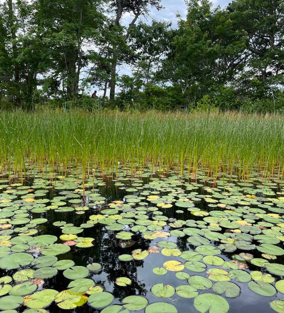 The shoreline of Little Cliff Pond is surrounded by grass and lily pads, perfect for targeting bass while fishing from your kayak.