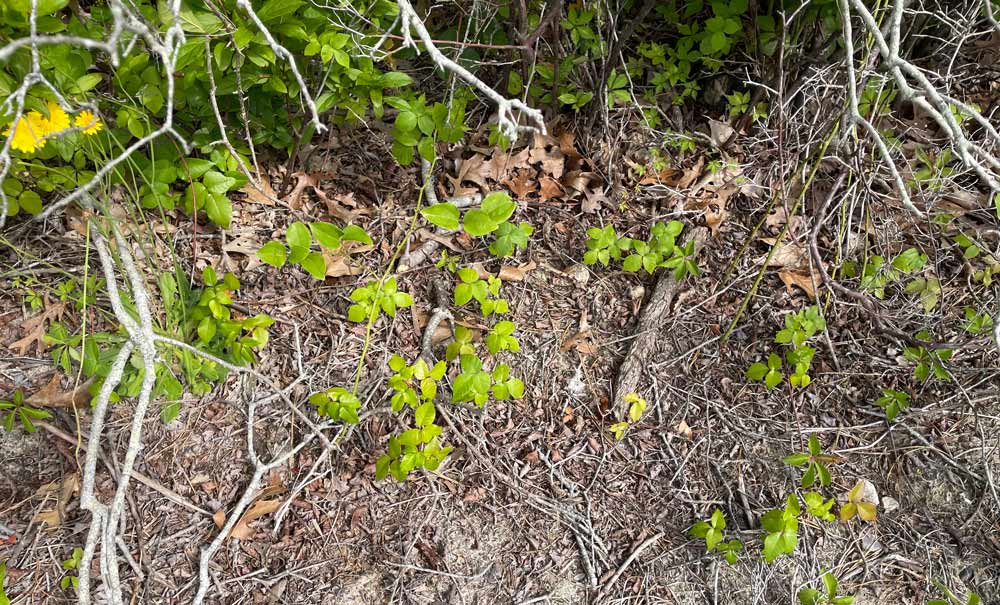 Watch out for poison ivy, especially on the trails and edges of the beaches around Cliff and Little Cliff ponds.