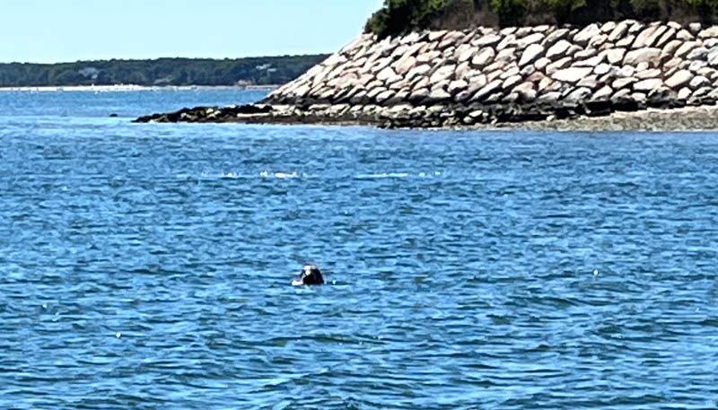 A seal pops his head up while hunting for fish near Sipson Island.