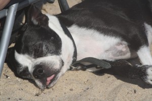 monty-napping-at-beach-         