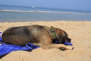 puggle-sleeping-on-beach         