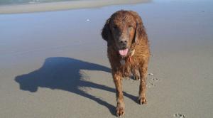 Dog safety tips for the beach