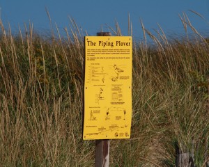 piping-plover-sign-truro